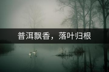 普洱飄香,落葉歸根