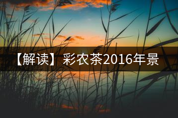 【解讀】彩農茶2016年景邁(熟)