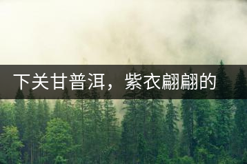 下關甘普洱,紫衣翩翩的綺麗小餅