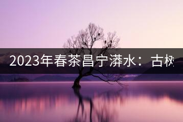 2023年春茶昌寧漭水:古樹混采純料480-600元/公斤,大樹360-420元/公斤,臺地260-300元/公斤,古樹單株均價880-1200元/公斤。