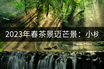 2023年春茶景邁芒景:小樹(shù)200元/公斤,古樹(shù):600-800元/公斤