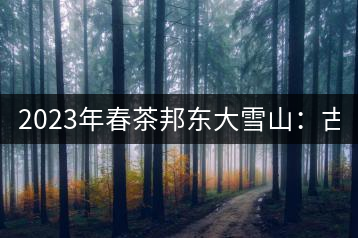 2023年春茶邦東大雪山:古樹800—900元/公斤