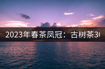 2023年春茶鳳冠:古樹茶3000-5000元/公斤