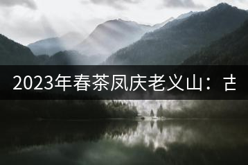 2023年春茶鳳慶老義山:古樹茶1600-2000元/公斤
