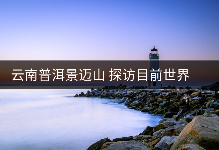 云南普洱景邁山 探訪目前世界上面積最大、年代最久遠的古茶園