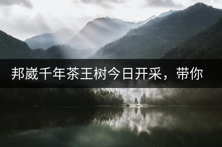 邦崴千年茶王樹今日開采，帶你了解被低估的邦崴古樹茶邦崴千年茶王樹今日開采，帶你了解被低估的邦崴古樹茶