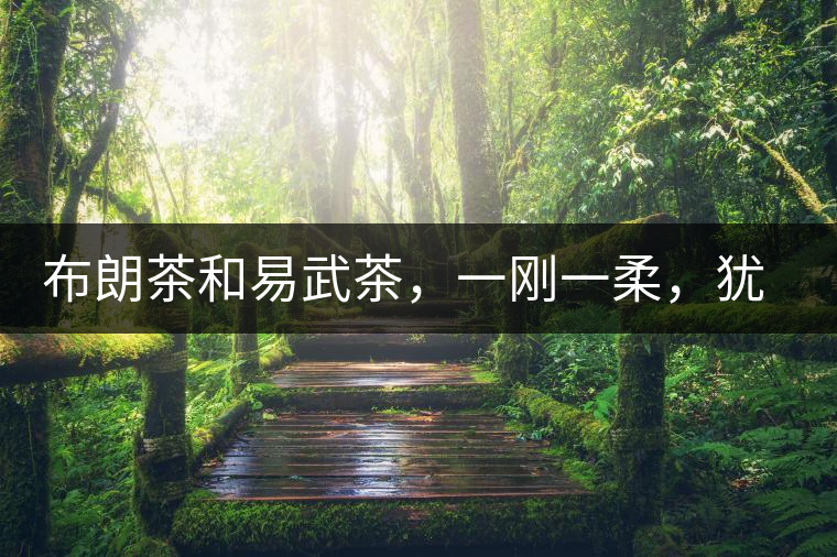 布朗茶和易武茶，一剛一柔，猶如洪拳與太極