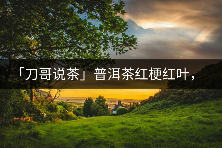 「刀哥說茶」普洱茶紅梗紅葉,這鍋誰來背? 「刀哥說茶」普洱茶紅梗紅葉,這鍋誰來背?