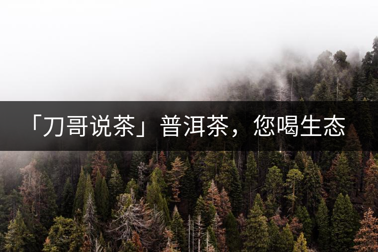 「刀哥說茶」普洱茶，您喝生態還是喝樹齡？