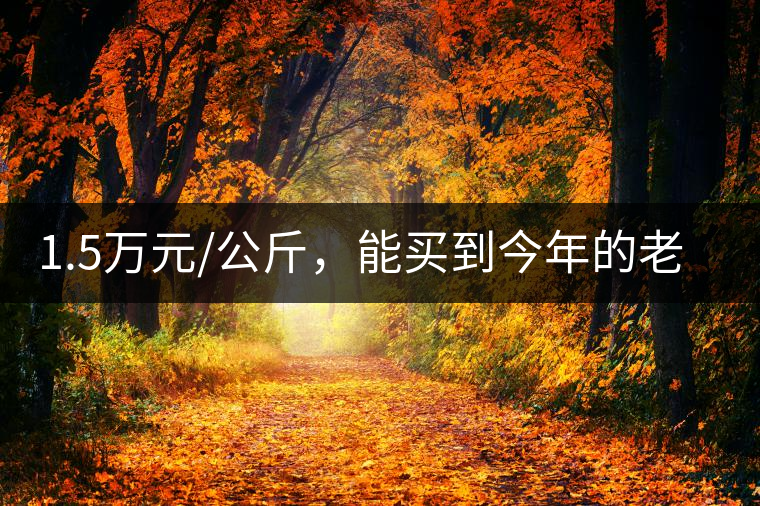 1.5萬元/公斤，能買到今年的老班章古樹茶嗎?1.5萬元/公斤，能買到今年的老班章古樹茶嗎？