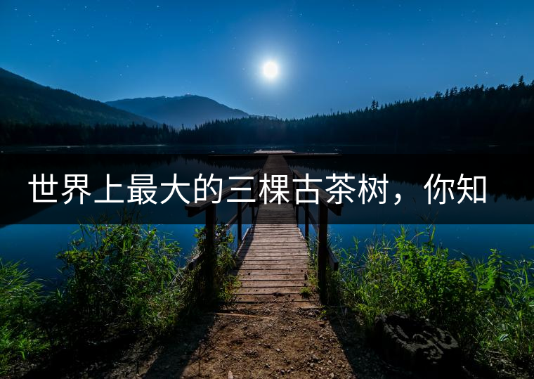 世界上最大的三棵古茶樹,你知道嗎? 世界上最大的三棵古茶樹,你知道嗎?