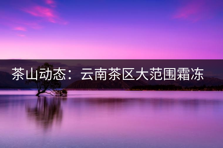 茶山動態：云南茶區大范圍霜凍 明春茶葉產量堪憂