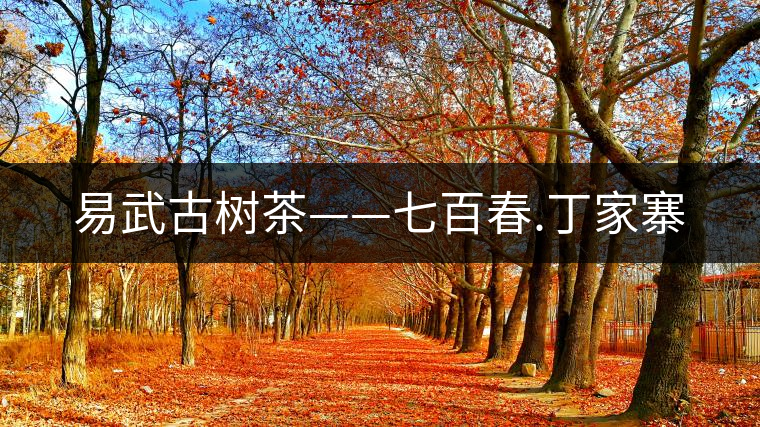 易武古樹茶——七百春.丁家寨 易武古樹茶——七百春.丁家寨