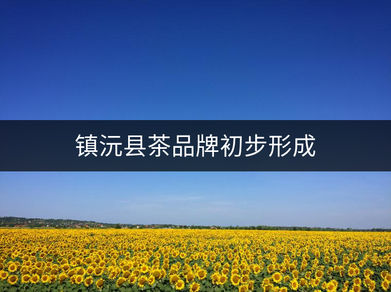 鎮沅縣茶品牌初步形成