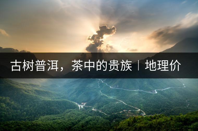 古樹普洱，茶中的貴族︱地理價值是普洱茶的最大資源優(yōu)勢