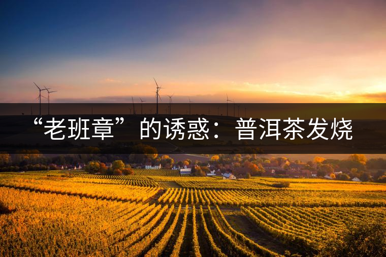 “老班章”的誘惑：普洱茶發燒友的選擇