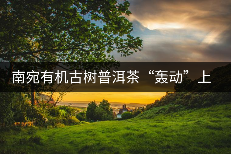 南宛有機古樹普洱茶“轟動”上海灘 南宛有機古樹普洱茶“轟動”上海灘