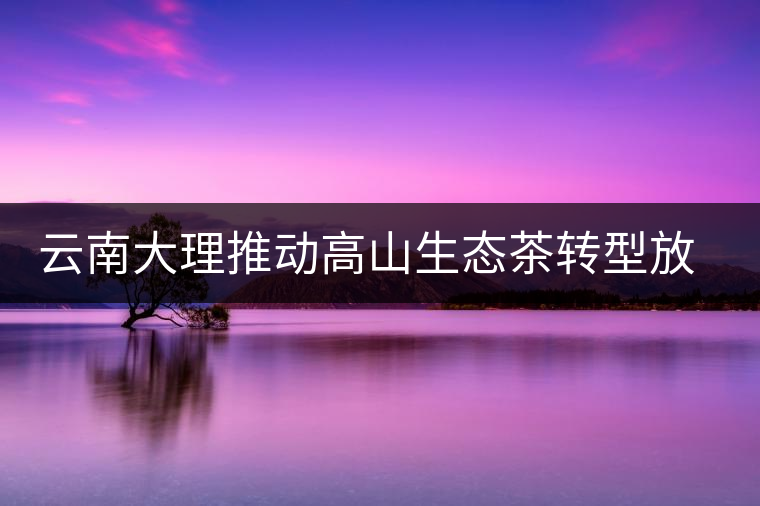 云南大理推動高山生態茶轉型放大產業優勢
