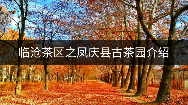 臨滄茶區之鳳慶縣古茶園介紹