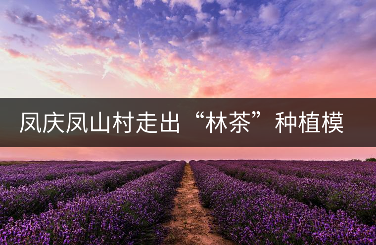 鳳慶鳳山村走出“林茶”種植模式 鳳慶鳳山村走出“林茶”種植模式