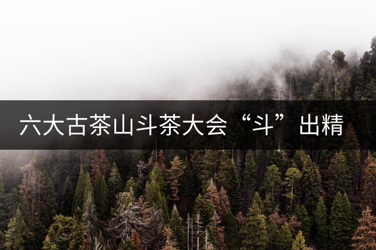 六大古茶山斗茶大會“斗”出精彩和希望 六大古茶山斗茶大會“斗”出精彩和希望