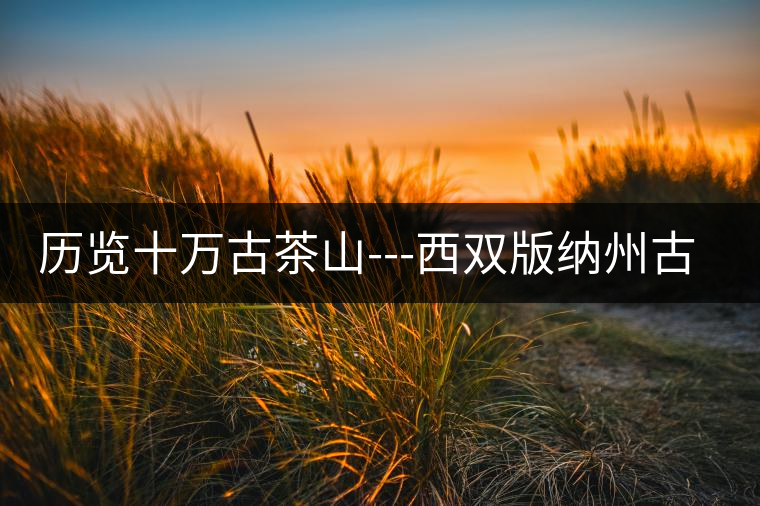 歷覽十萬(wàn)古茶山---西雙版納州古茶樹古茶園(下) 歷覽十萬(wàn)古茶山---西雙版納州古茶樹古茶園(下)