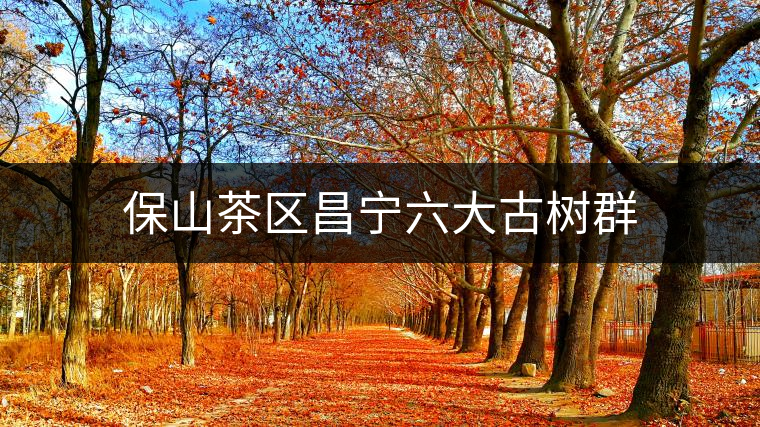 保山茶區昌寧六大古樹群