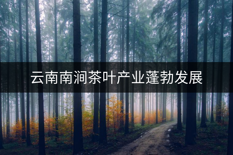 云南南澗茶葉產業蓬勃發展