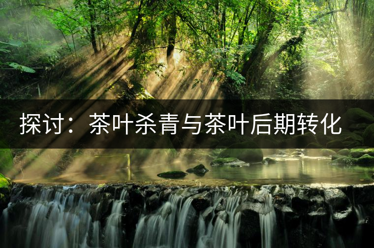 探討:茶葉殺青與茶葉后期轉化有什么關系? 探討:茶葉殺青與茶葉后期轉化有什么關系?