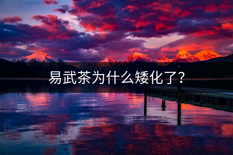 易武茶為什么矮化了？