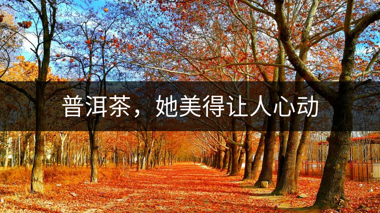 普洱茶,她美得讓人心動 普洱茶,她美得讓人心動