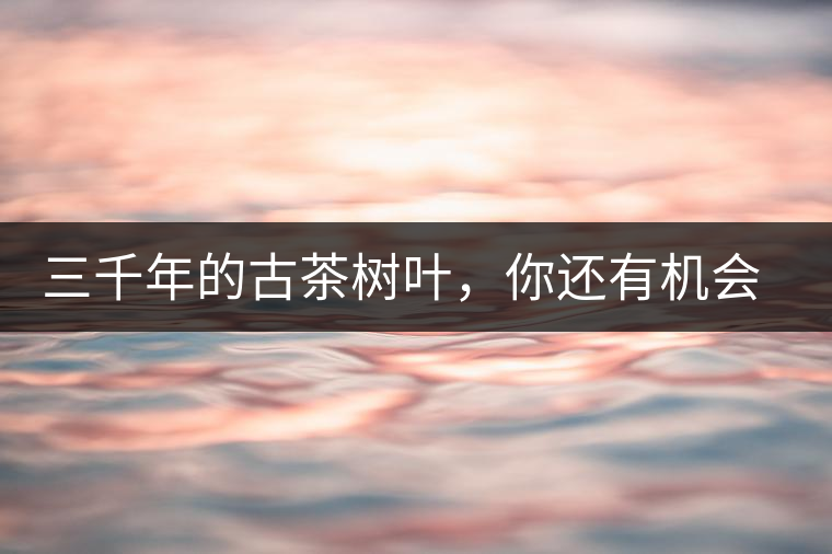 三千年的古茶樹葉，你還有機會喝到嗎？
