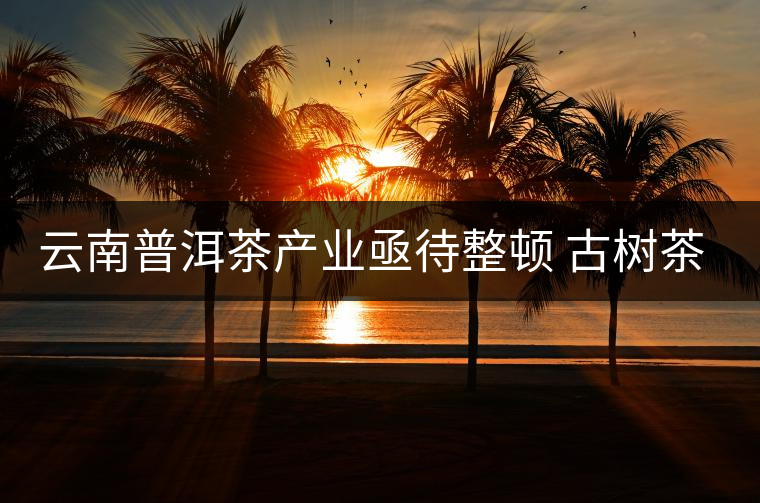 云南普洱茶產業亟待整頓 古樹茶葉現狀堪憂 云南普洱茶產業亟待整頓 古樹茶葉現狀堪憂