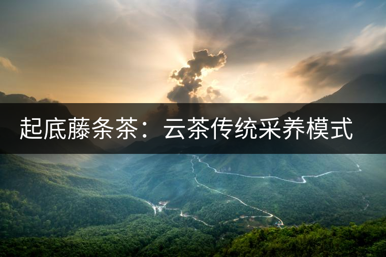 起底藤條茶：云茶傳統采養模式的復興