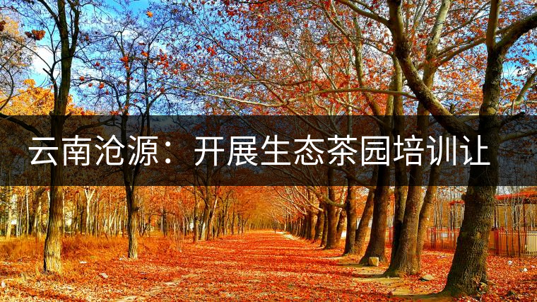 云南滄源：開展生態茶園培訓讓茶業增產增質