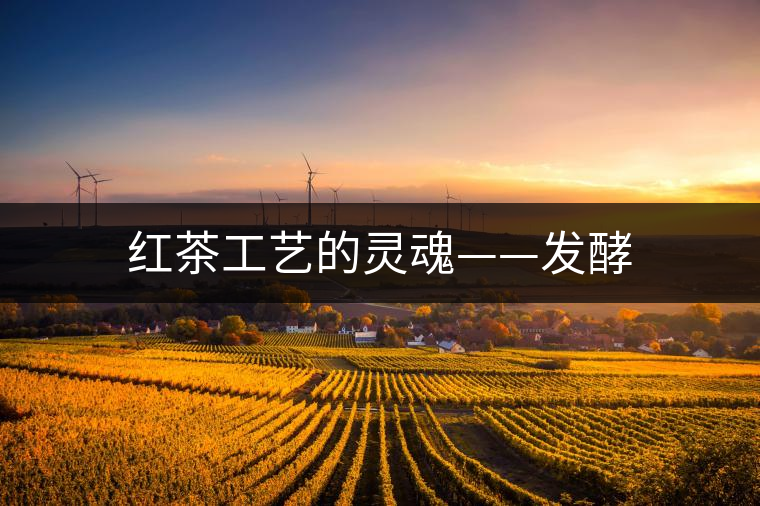 紅茶工藝的靈魂——發酵