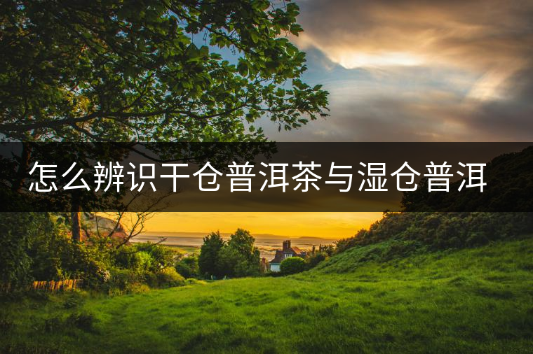 怎么辨識干倉普洱茶與濕倉普洱茶的區別？