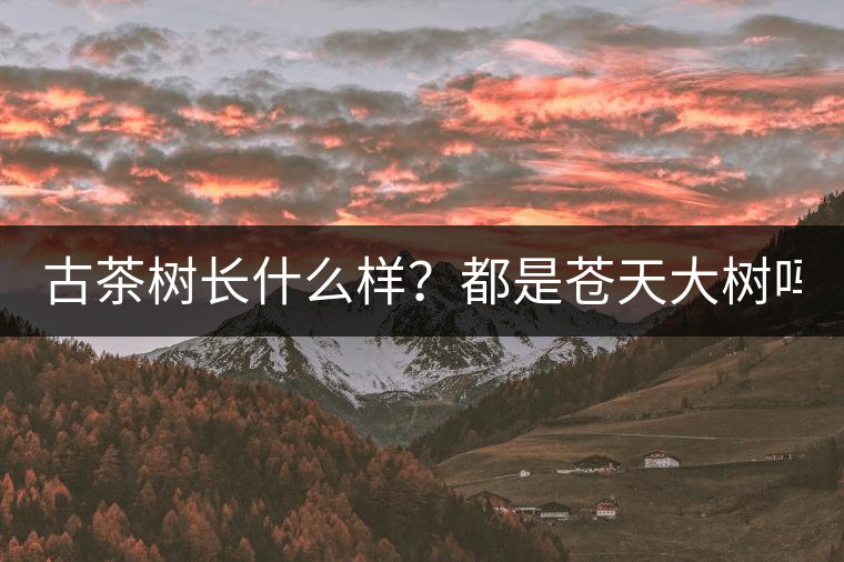 古茶樹(shù)長(zhǎng)什么樣?都是蒼天大樹(shù)嗎? 古茶樹(shù)長(zhǎng)什么樣?都是蒼天大樹(shù)嗎?