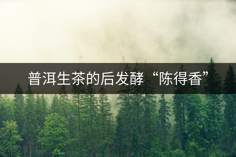 普洱生茶的后發酵“陳得香”