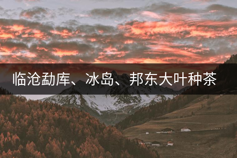 臨滄勐庫、冰島、邦東大葉種茶的解析