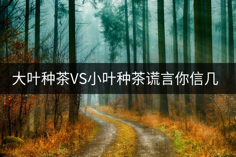 大葉種茶VS小葉種茶謊言你信幾個? 大葉種茶VS小葉種茶謊言你信幾個?