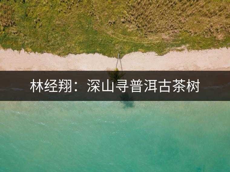 林經(jīng)翔：深山尋普洱古茶樹(shù)