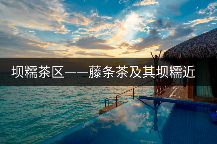 壩糯茶區——藤條茶及其壩糯近期歷史