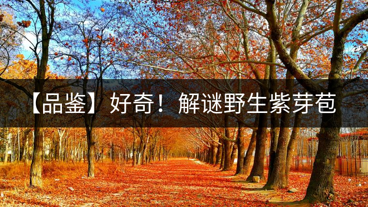 【品鑒】好奇!解謎野生紫芽苞的口感 【品鑒】好奇!解謎野生紫芽苞的口感