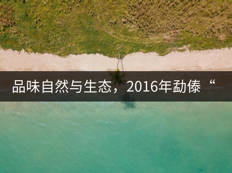 品味自然與生態,2016年勐傣“大雪山古樹茶” 品味自然與生態,2016年勐傣“大雪山古樹茶”