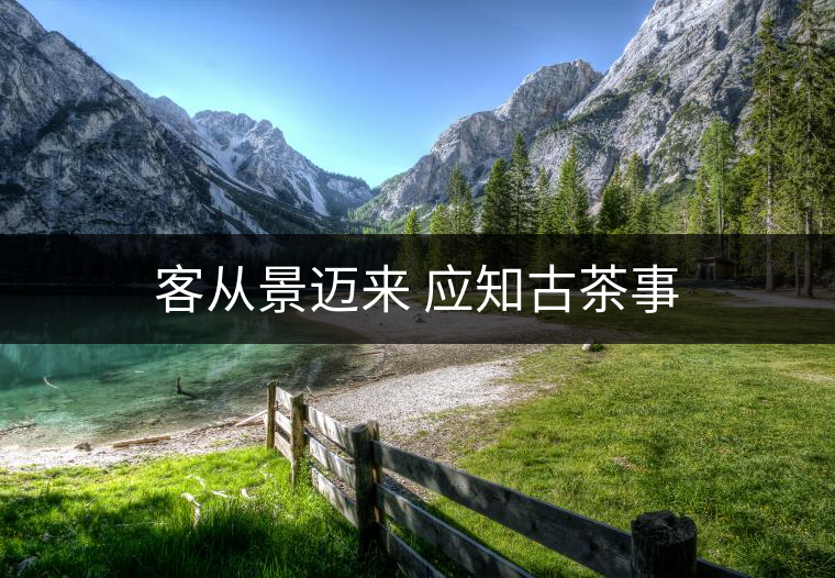 客從景邁來 應知古茶事 客從景邁來 應知古茶事