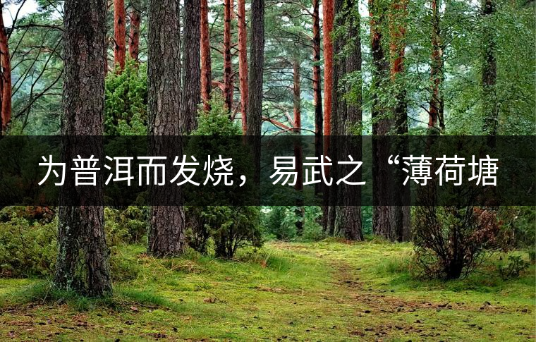 為普洱而發(fā)燒，易武之“薄荷塘