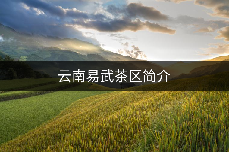 云南易武茶區簡介