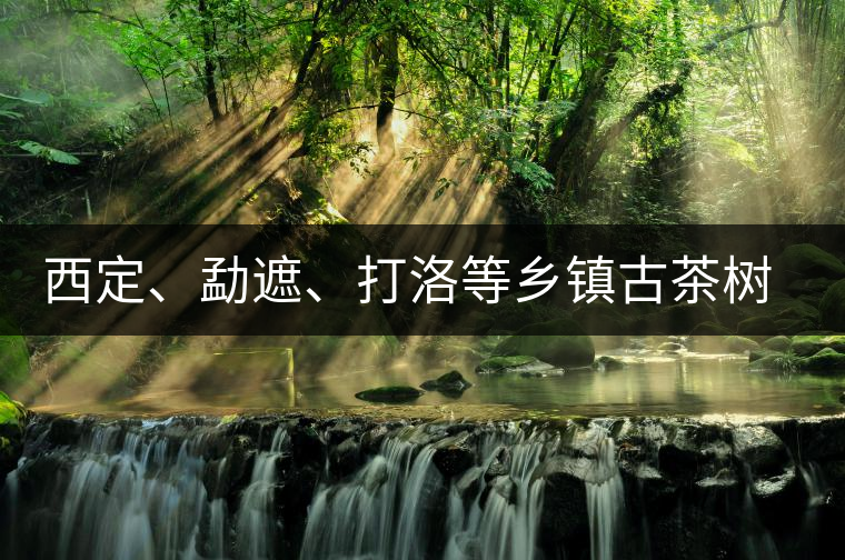 西定、勐遮、打洛等鄉鎮古茶樹資源