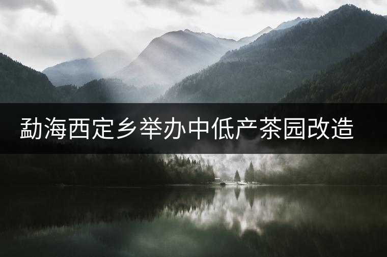 勐海西定鄉舉辦中低產茶園改造培訓